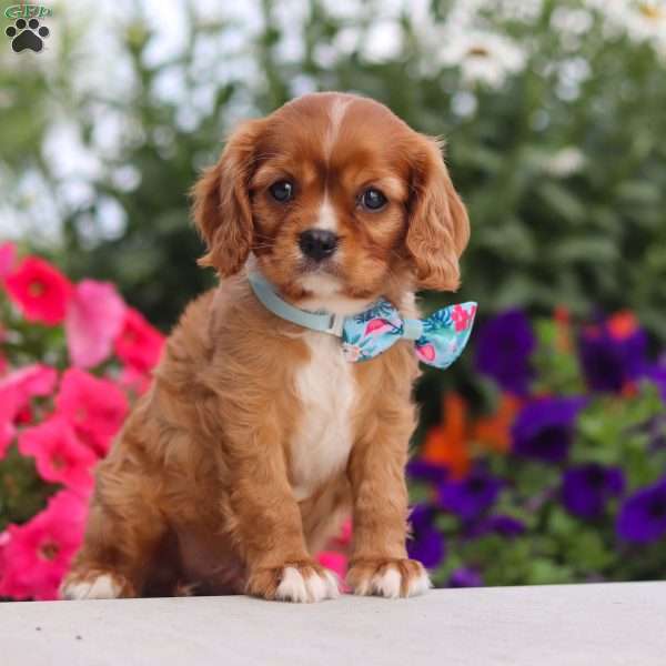 Lewis, Cavalier King Charles Spaniel Puppy